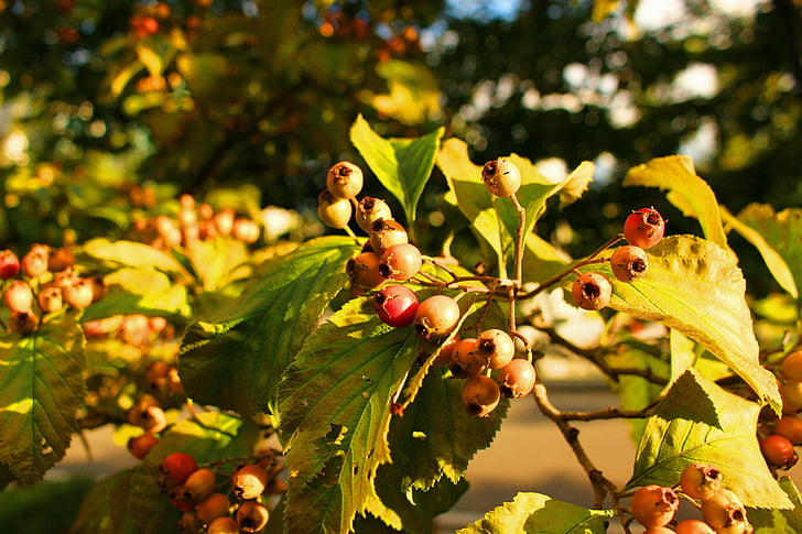 fruit, hout, Park, blad, natuur, buitenshuis, dag