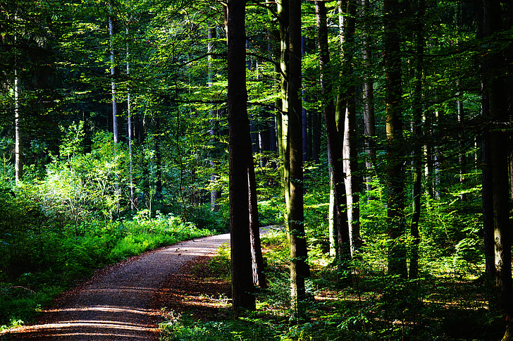 bosc, distància, arbres, natura, camí del bosc, paisatge, sender