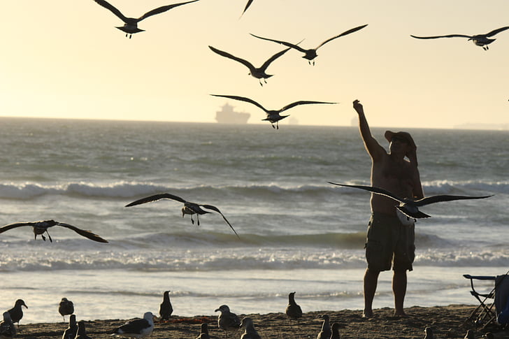 beach, outdoor, seagulls, feeding, flock, flying, ocean