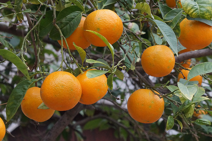 Mallorca, frukt, apelsiner, Sóller