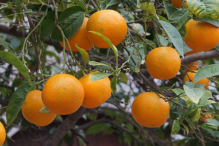 Mallorca, fruta, naranjas, Sóller