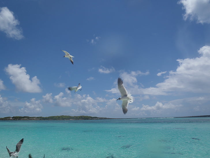 море, Кариби, остров, Бахамски острови, птици, чайки, плаващи