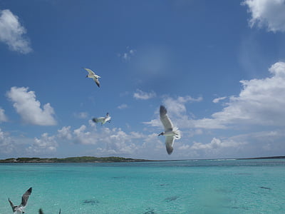 море, Кариби, остров, Бахамски острови, птици, чайки, плаващи