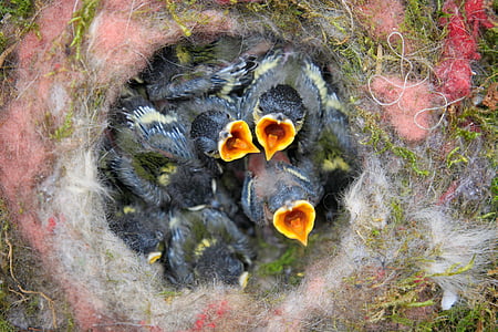 bird's nest, chicks, tit, bill, nest, feeding, hungry