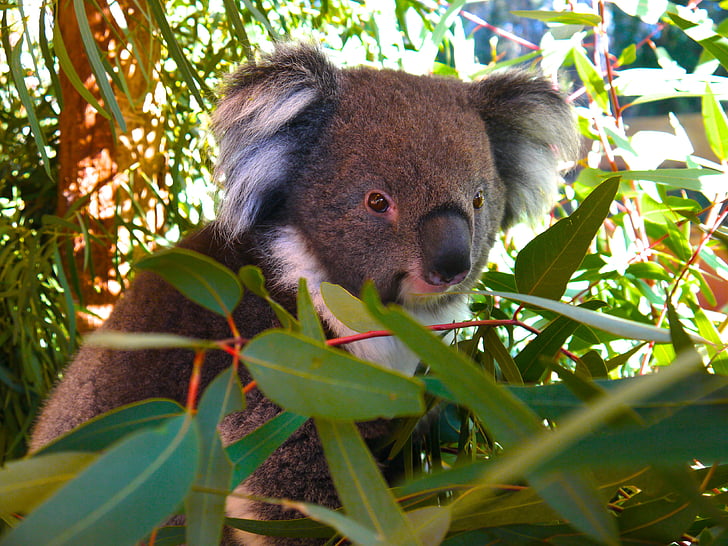 koalos, Koala, lokys, gyvūnų, zoologijos sodas