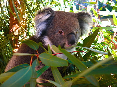 Koala nosi, Koala, medved, živali, živalski vrt