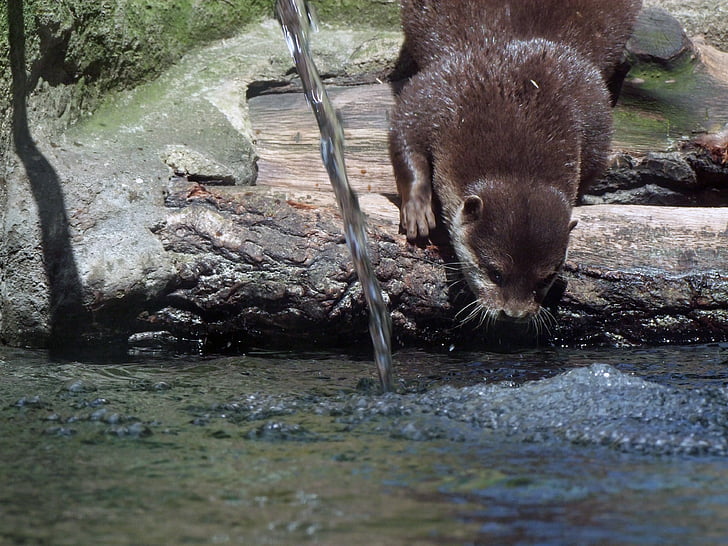 krallenbewehrten otter, Aonyx cinerea, Wasser, Tier, Säugetier, die Welt der Tiere, aktualisieren