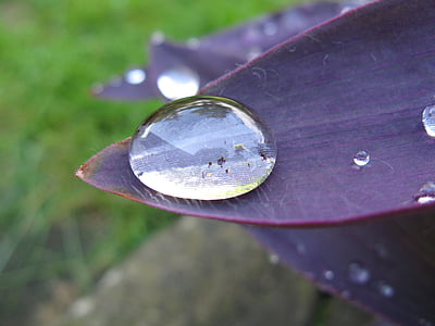 picătură de apă, pe frunze purpurii, mărire