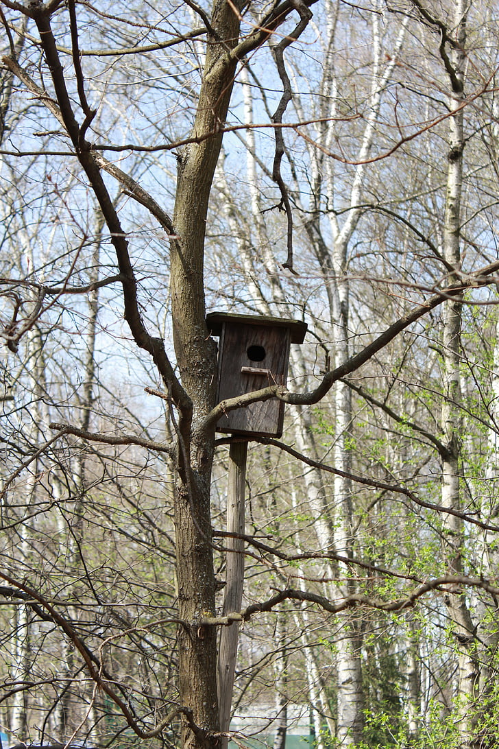 spring, birdhouse, nature, bird, trees, living nature