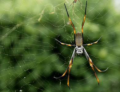 păianjen, capcana, closeup, umed, naturale, verde, Arachnophobia