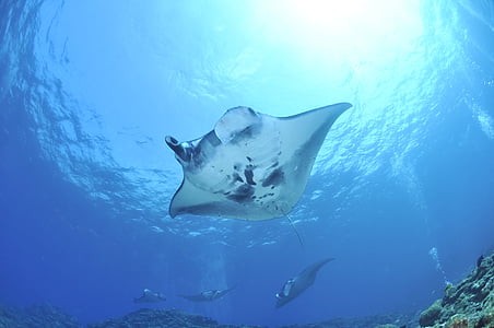 manta, sea, manta ray, underwater, nature, animal, scuba Diving