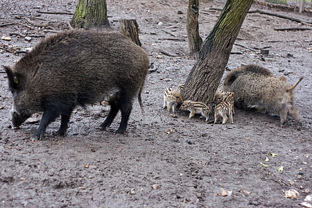 야생, 야생 boars, 숲, 자연, 강 모, 진흙, 작은 돼지