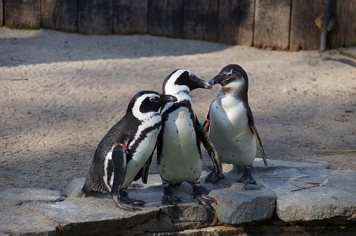 penguin, water bird, zoo