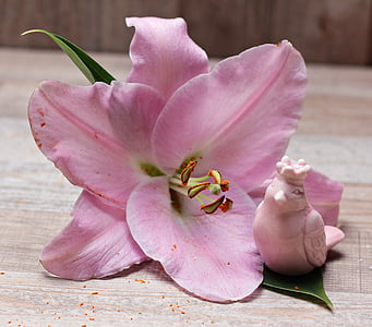 Lily, bunga, Blossom, mekar, burung, tanaman, merah muda