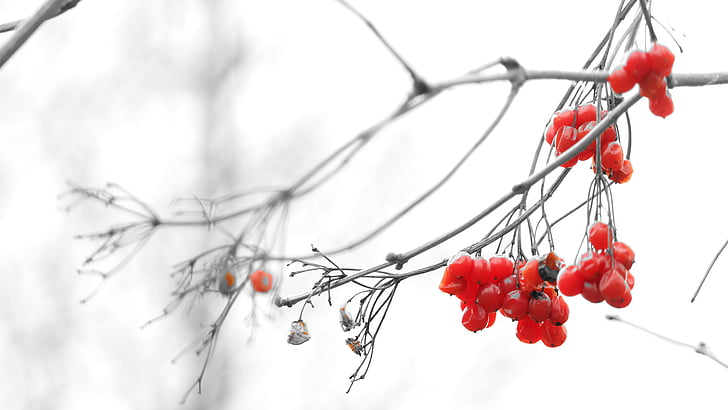 ramo, natura, pianta, bianco e nero, accento di colore, rosso