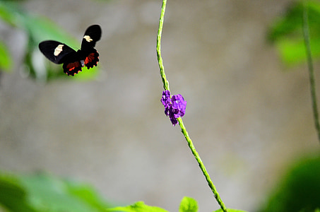 sommerfugl, blomst, natur, skjønnhet, grønn, vakker, insekt