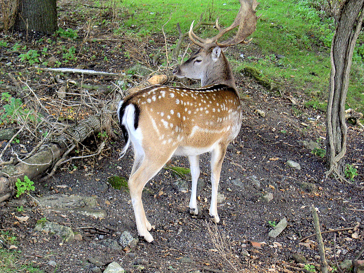Deer, kaviot, laikullinen, polttarit, pysyvän, Metsäkauris, Wildlife