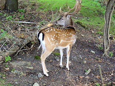 deer, antlers, spotted, stag, standing, roe deer, wildlife