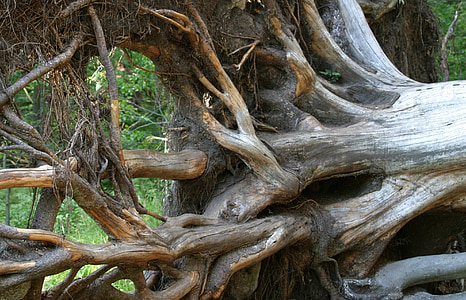 корен, дърво с корен, извади, разстроен, Баварската гора