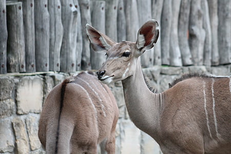 Hayvanat Bahçesi, Safari, Dvur kralove nad labem, antilop