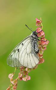 apollo hitam, Apollo, sangat dilindungi, kupu-kupu Swallowtail, kupu-kupu, apollofalter, kupu-kupu