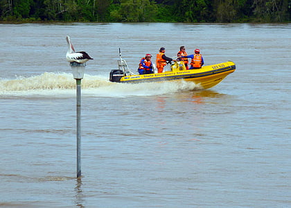 Pélican, Pélican, oiseaux d’eau, oiseaux, Pelecanus conspicillatus, Australie, contre les inondations