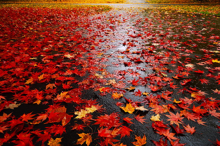maple, leaves, road, maple leaf, red, autumn, fall