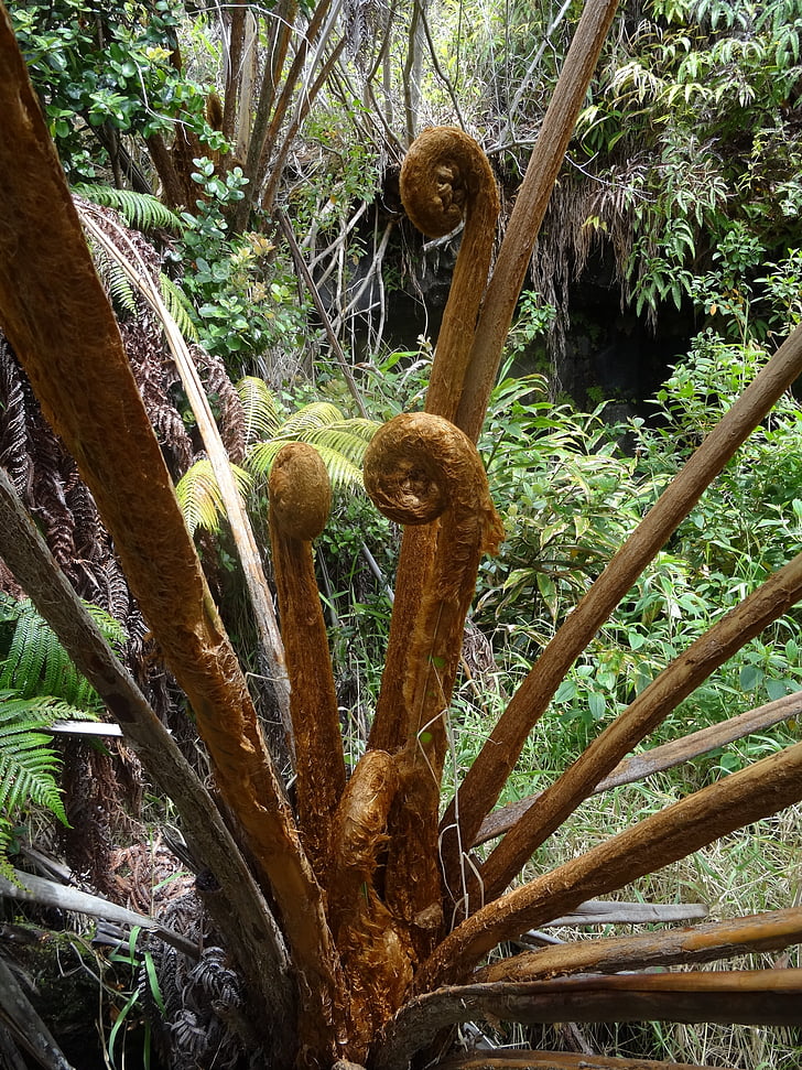 Tree fern, Hawaii, Fern, exotiska, Volcano park., stora islamnd