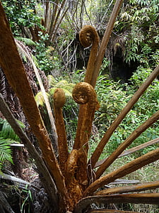 tree fern, hawaii, fern, exotic, volcano park, big islamnd