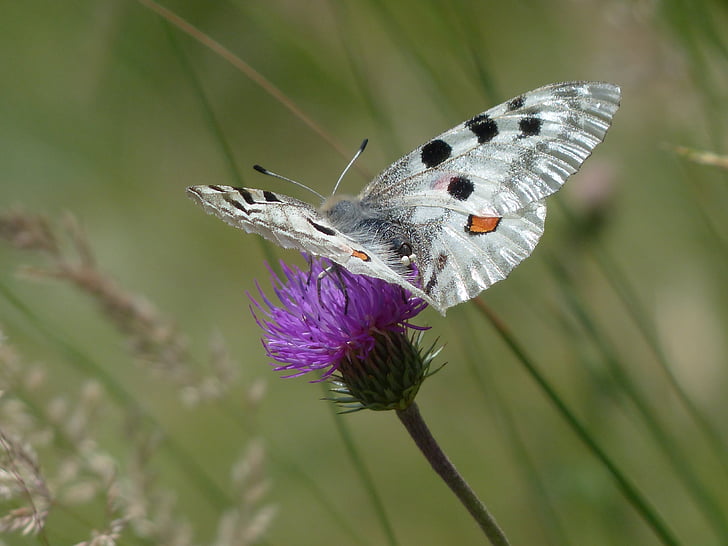 Apollo, vlinder, apollofalter, Parnassius apollo, bedreigd, strikt beschermd, beschermd