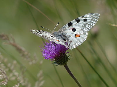 apollo, butterfly, apollofalter, parnassius apollo, threatened, strictly protected, protected