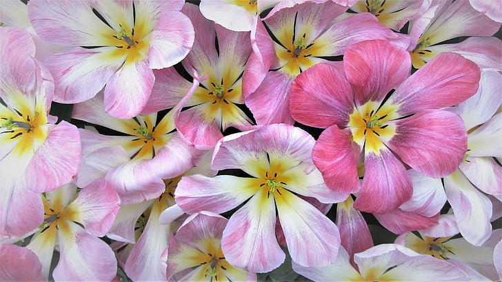 Tulipa, Primavera, tulipas, Países Baixos, Holanda, lâmpada, flores cor de rosa