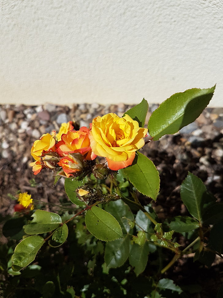 Rose, vrt, cvet