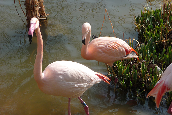 Flamingo, carrinho, água, -de-rosa, Bill, ave aquática, flamingo rosa
