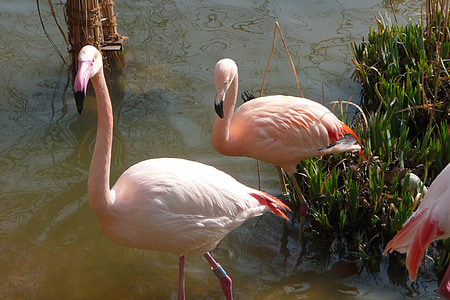Фламинго, Стойка, вода, розово, бил, вода птица, розово Фламинго