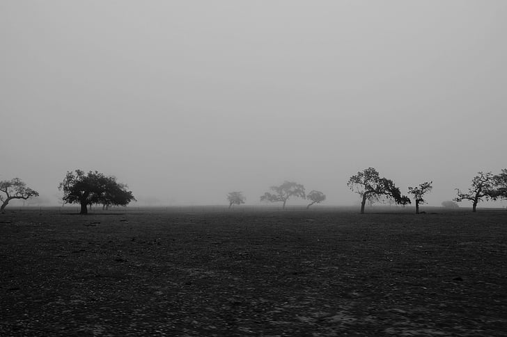 black-and-white, field, foggy, grass, landscape, nature, trees