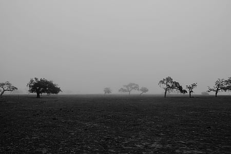 fekete-fehér, a mező, ködös, fű, táj, természet, fák