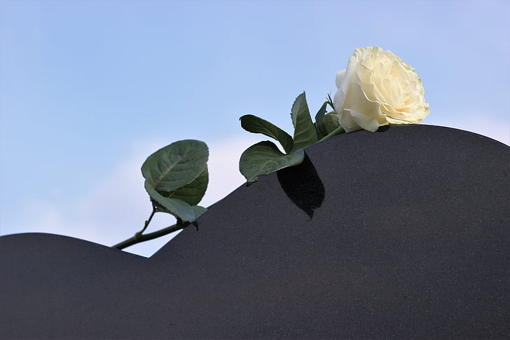 witte roos, grafsteen hart, liefde, Ik mis je, natuur, blad, plant