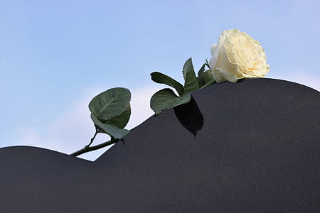 白いバラ, 心の墓石, 愛, あなたがいなくて寂しいです, 自然, リーフ, 工場