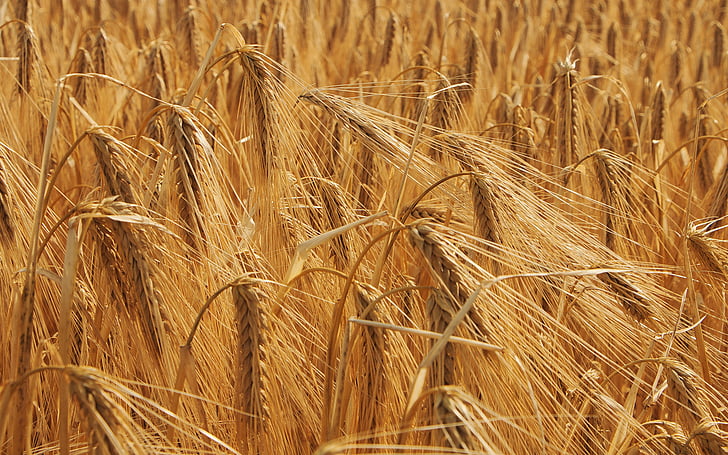 hvete, åkeren, feltet, landbruk, korn, Epi