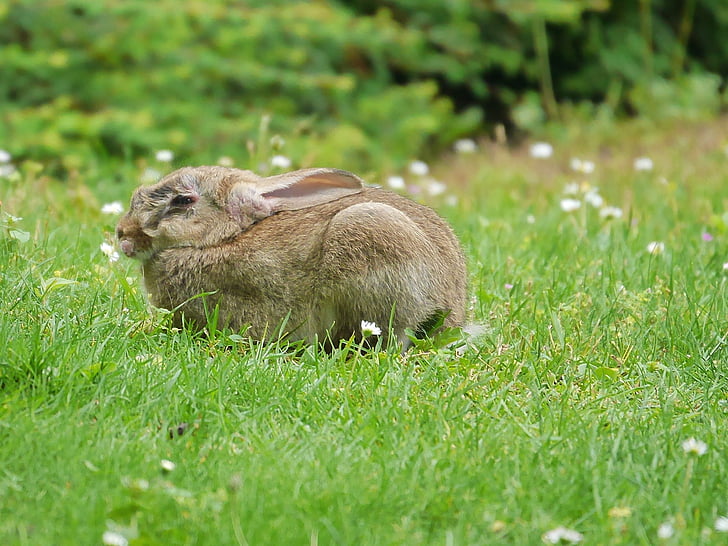 rabbit, animals, nature, grass, eat, nager, ears