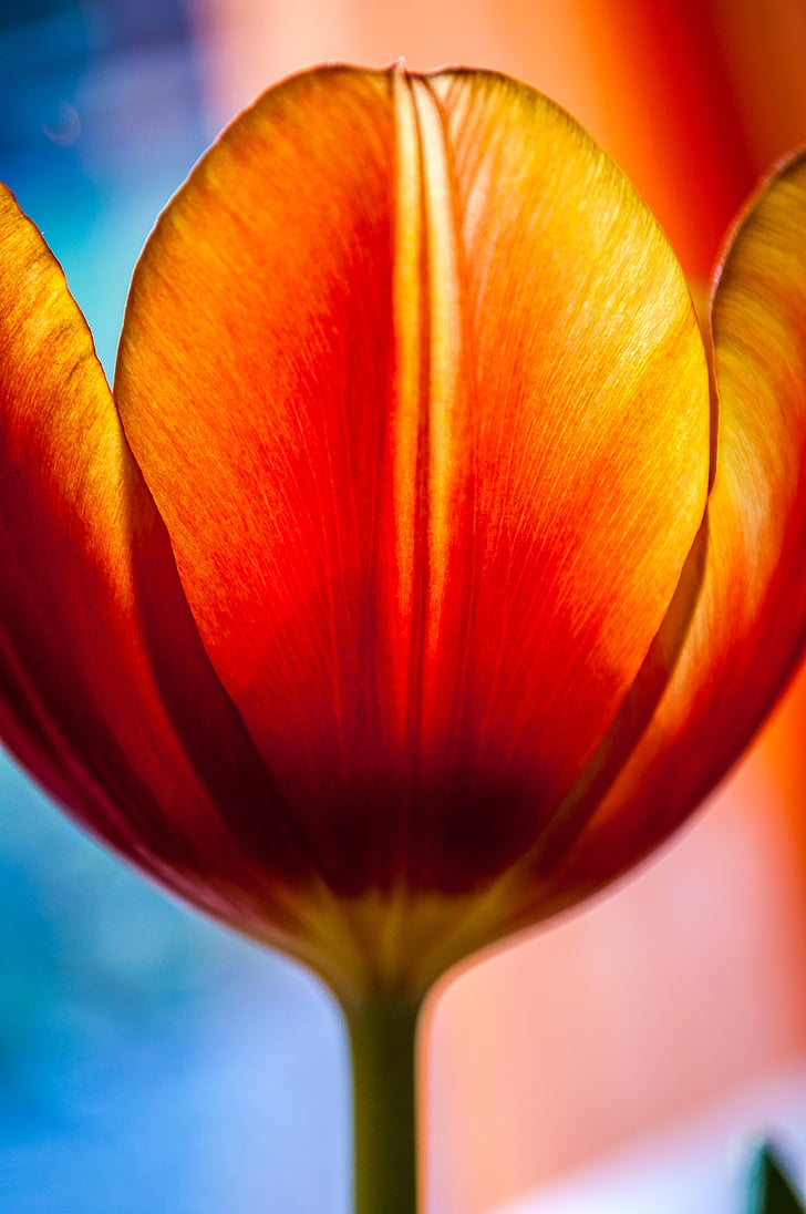 Tulipa, vermell, flor, flor, flor, primavera, groc