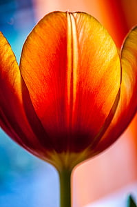 Tulipán, červená, květ, květ, Bloom, jaro, žlutá