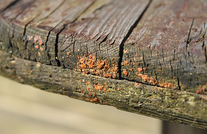 wood, fungi, fungus, decay, weathered, plank
