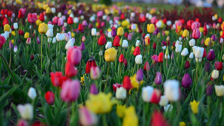 tulipány, červená, ostré barvy, Příroda, Turecko, jaro, závod