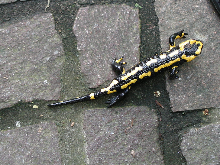 nature, fire salamander, amphibian