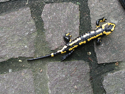 natura, Salamandra pezzata, anfibio