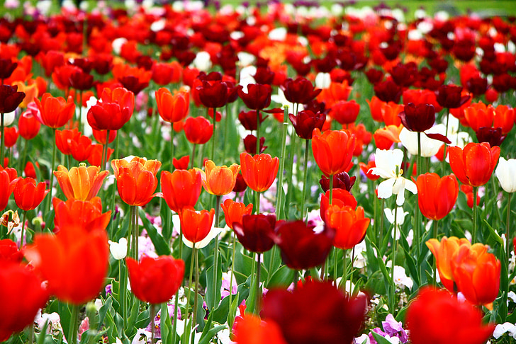 tulipany, kwiaty, Bloom
