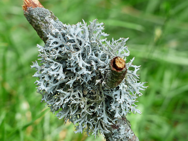 lichen, grey, branch, fouling, tree moss, pseudevernia furfuracea, kleienflechte