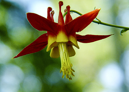 blossom, red, sitka columbine, wildflower, wild plant, forest, nature